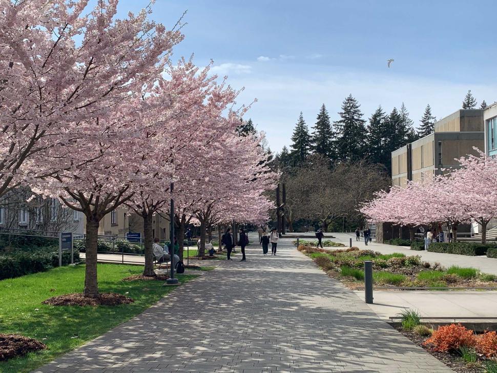 blossoms11_jennifermartens