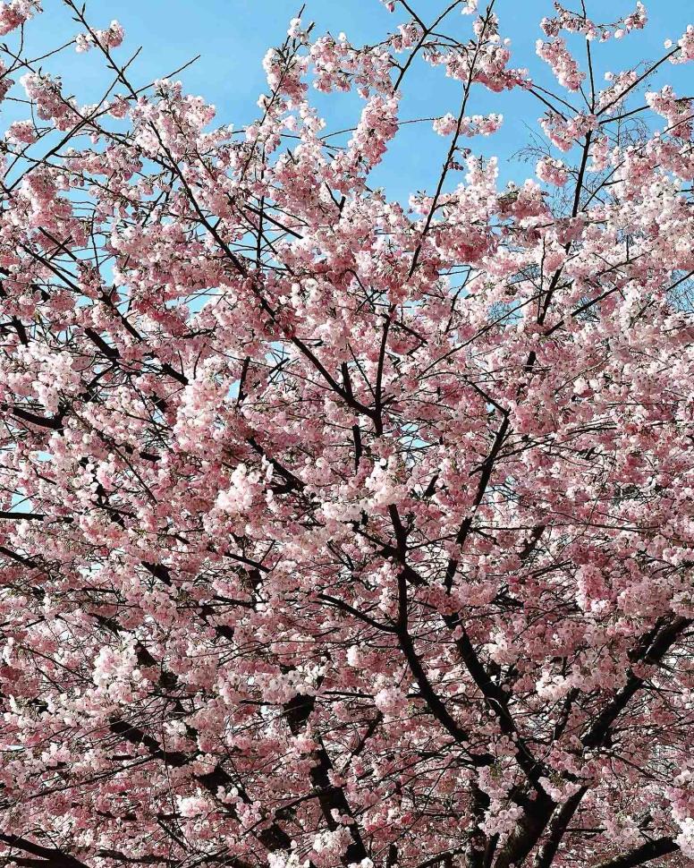 blossoms13_prubjotgill