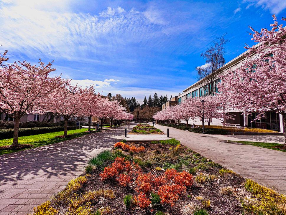 blossoms14_kunwarveersinghraina