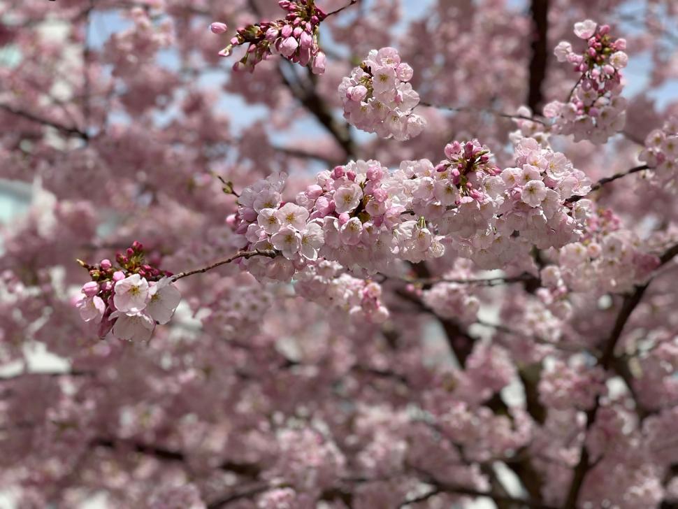 blossoms15_shalakapatange