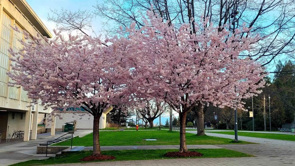 blossoms16_ceciliacanal