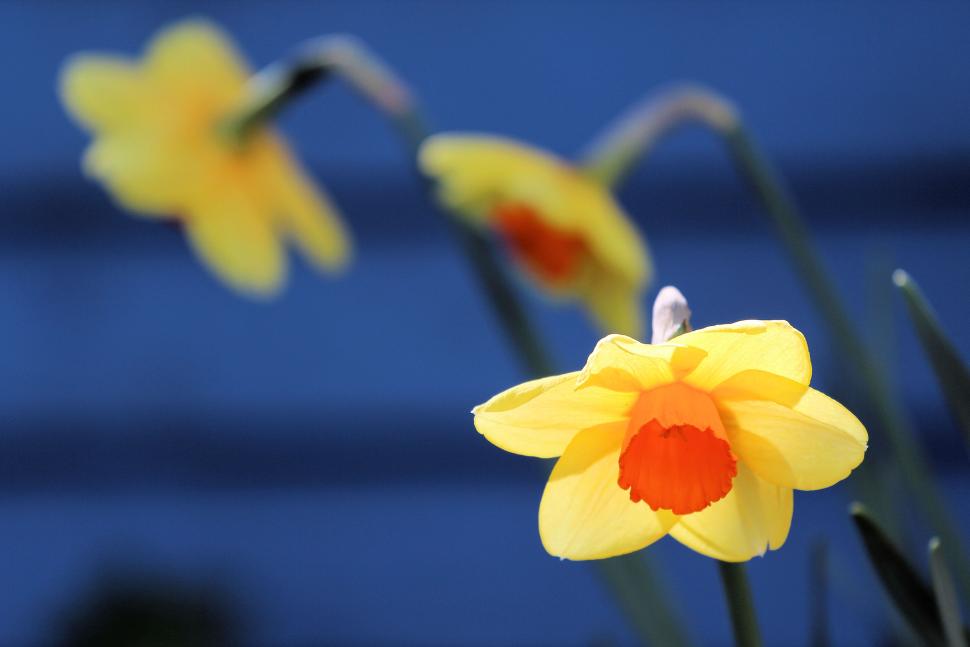 blossoms17_nigelhunter