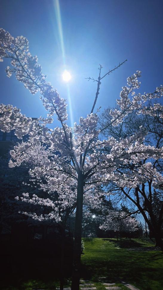 blossoms19_preetimalik