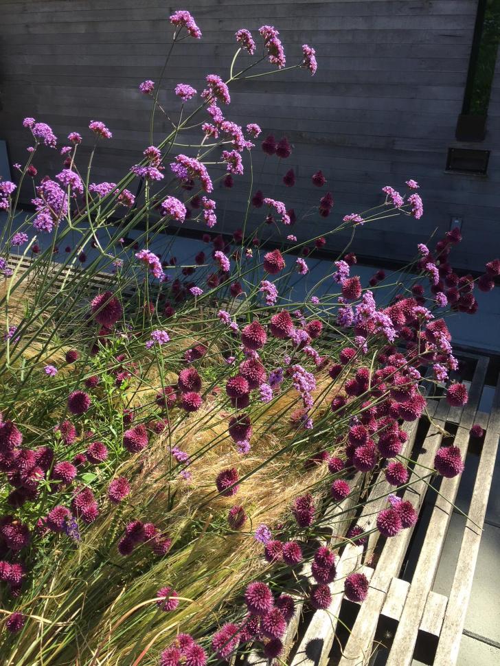 blossoms20_rivkaparris