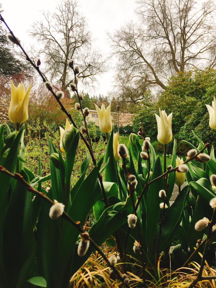 blossoms21_rivkaparris