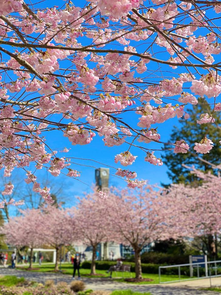 blossoms22_parsabakhshandeh