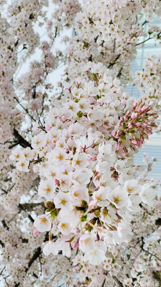 blossoms23_shrutitophkhane