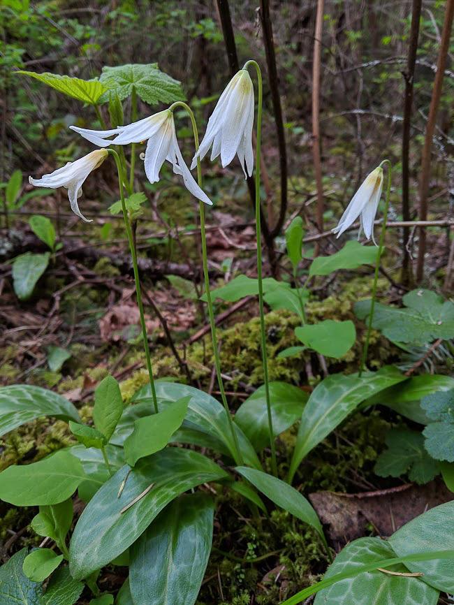 blossoms24_valerierussell