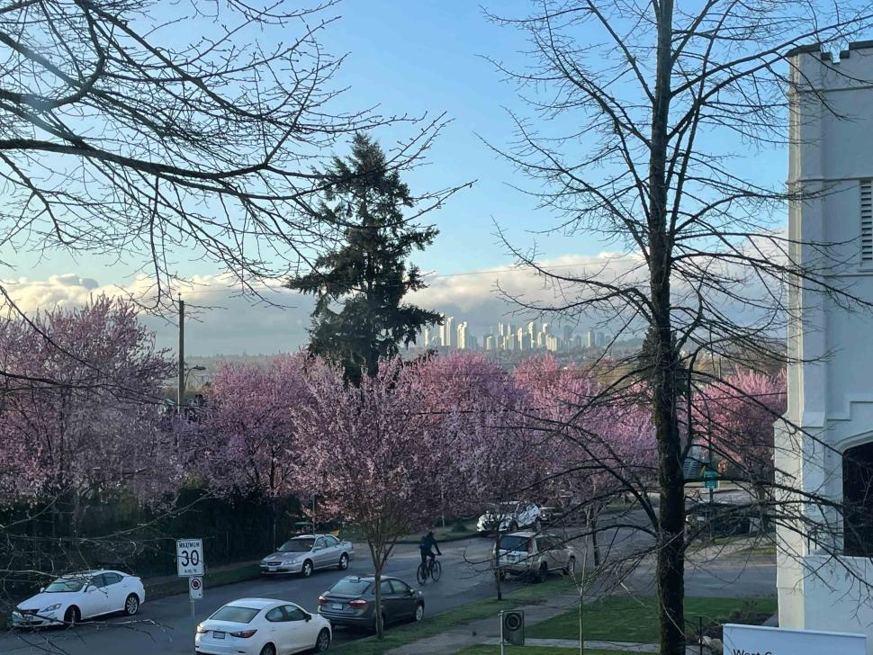 blossoms26_alexisronse