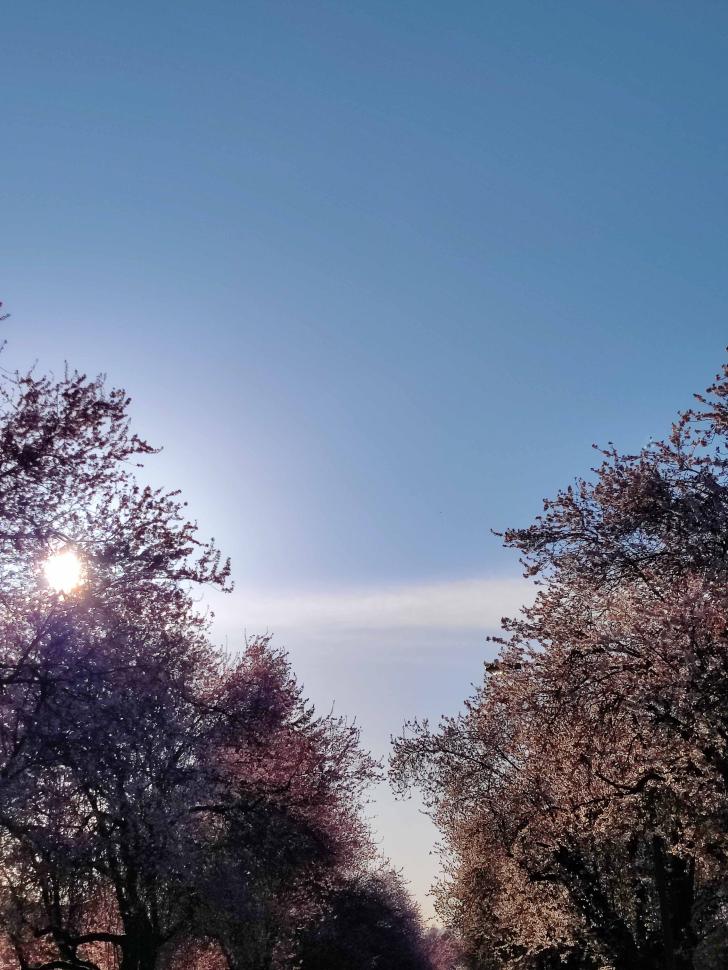 blossoms28_aichaasma