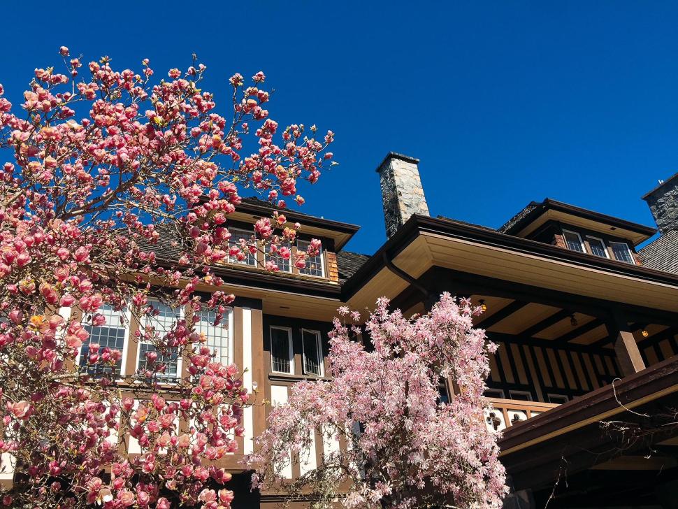 blossoms2_rivkaparris