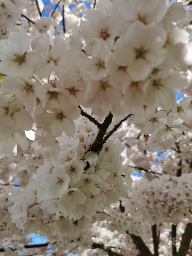 blossoms30_gerardoandres