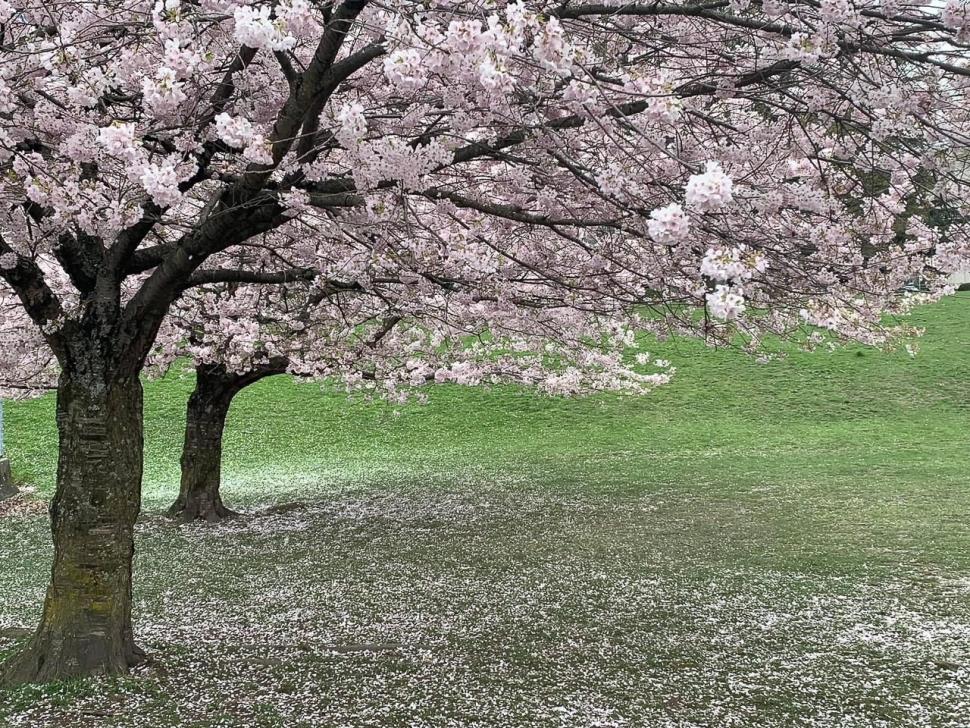 blossoms31_jennifermartens