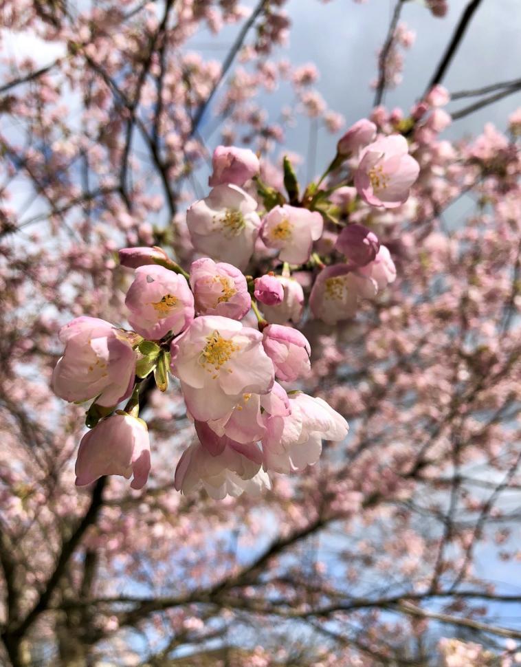 blossoms32_lindsaymarsh