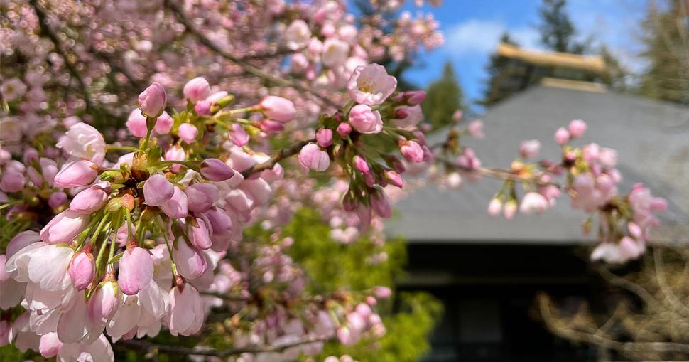 blossoms35_mattpatton