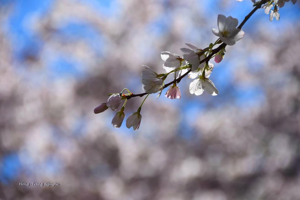 blossoms37_hong-trangnguyen