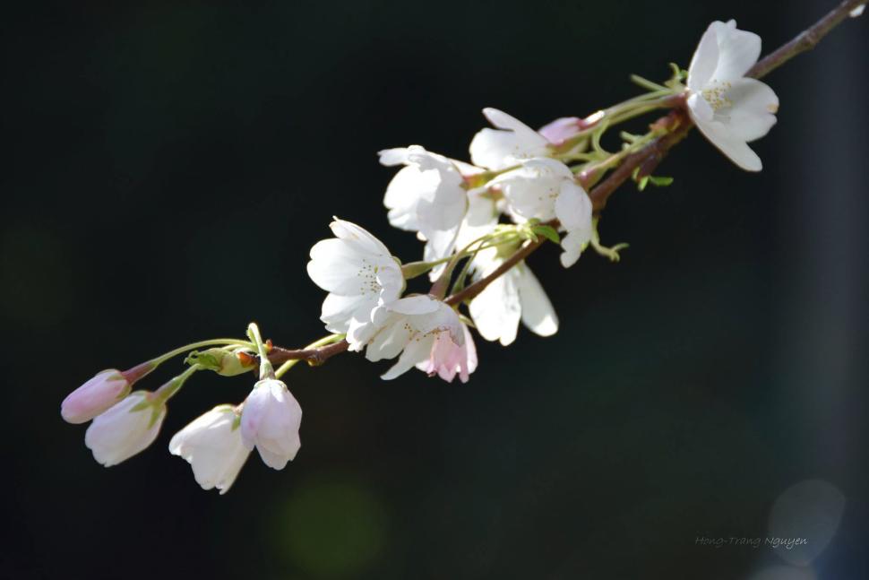 blossoms38_hong-trangnguyen