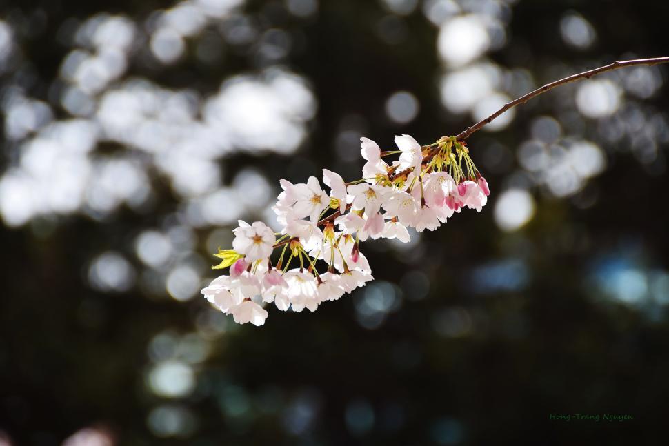 blossoms39_hong-trangnguyen