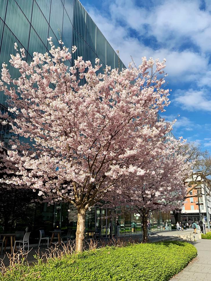 blossoms40_aleksandradopierala