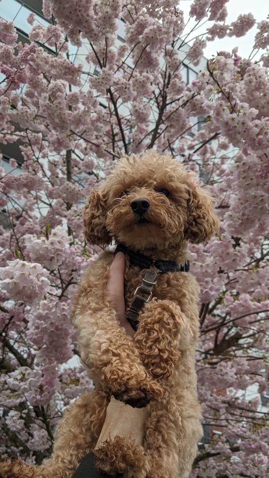 blossoms41_matthewrosin