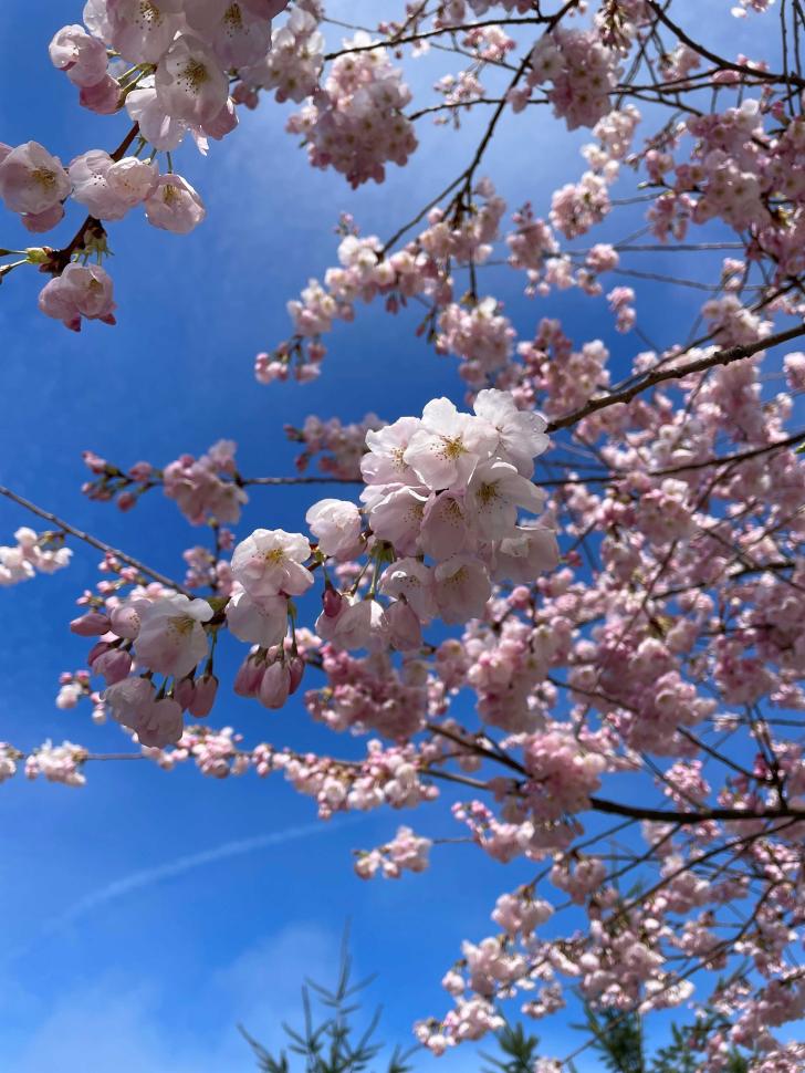 blossoms43_anubhavkumar