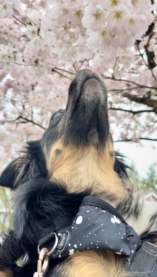 blossoms44_angelajung