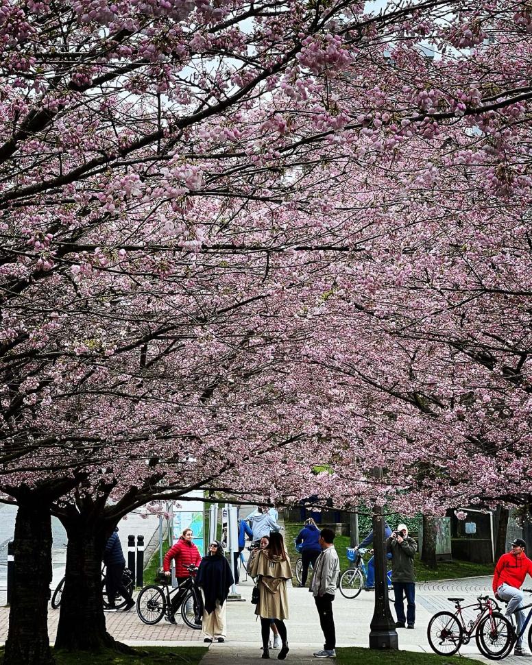 blossoms45_ajaychoudhury