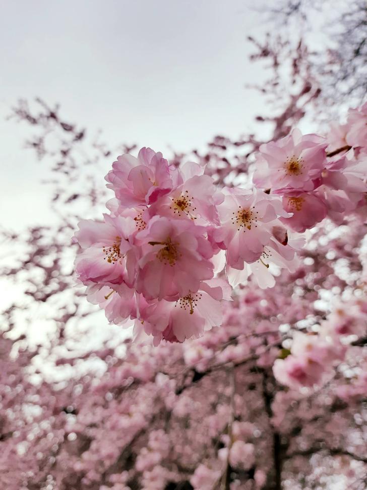 blossoms47_varshaakumaran