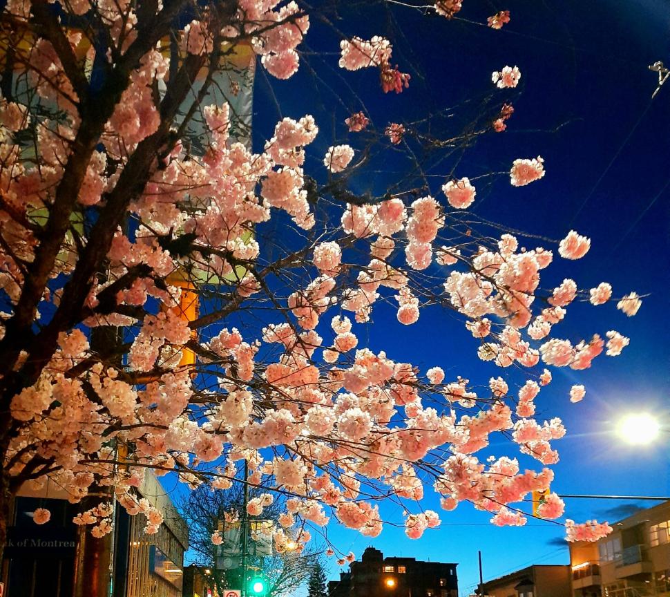 blossoms49_varshaakumaran_