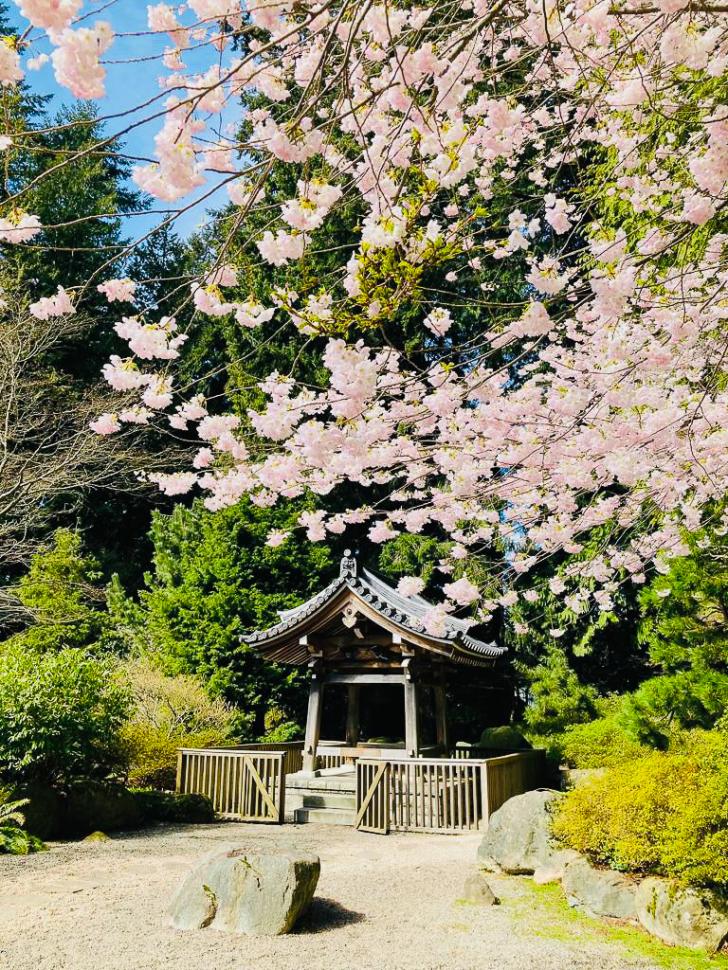 blossoms50_hsinhsinpan