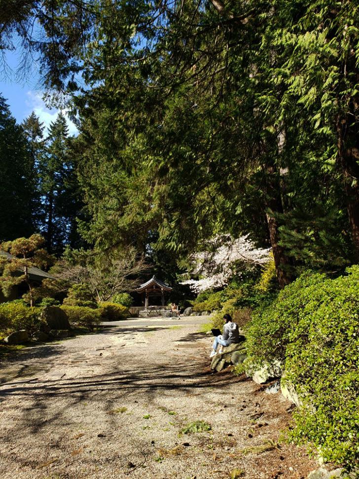 blossoms52_tarandhillon