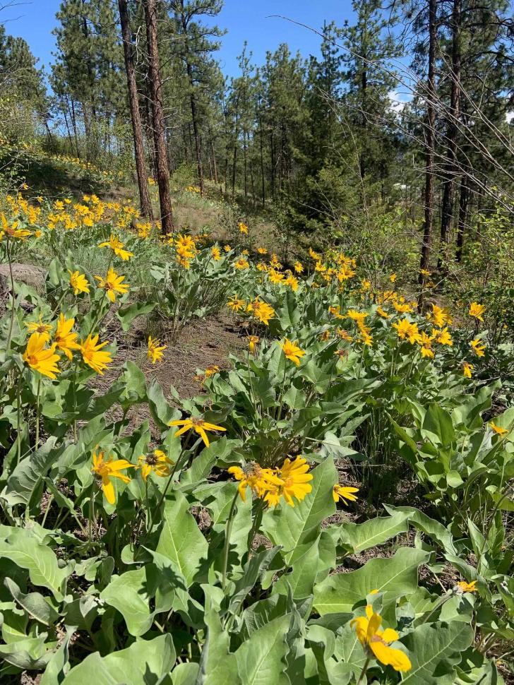 blossoms53_kevinhanna