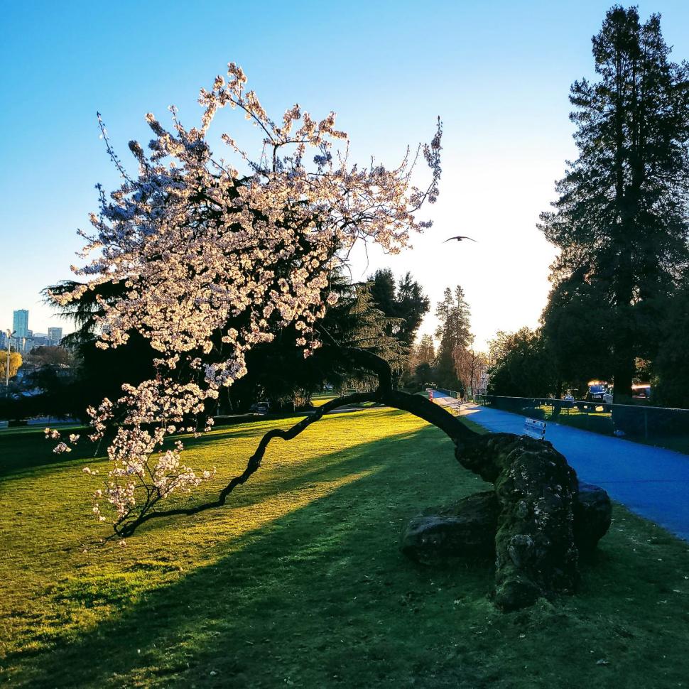 blossoms54_andreareynolds