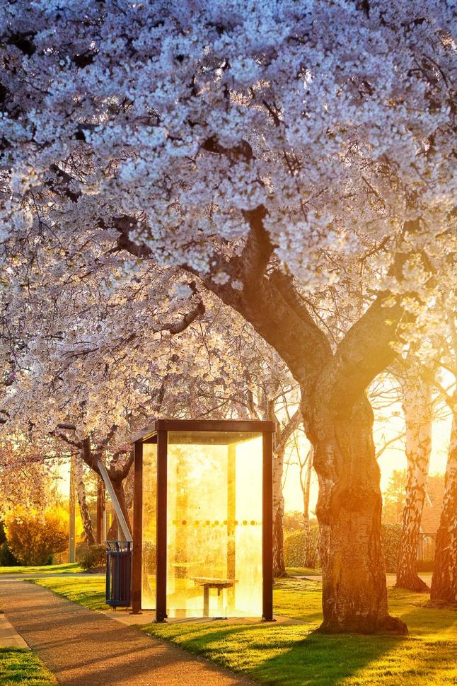 blossoms55_juzerkakal