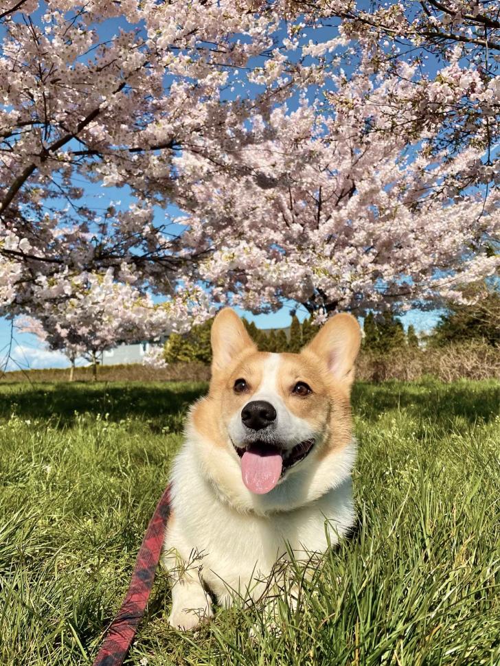 blossoms56_kittycheung