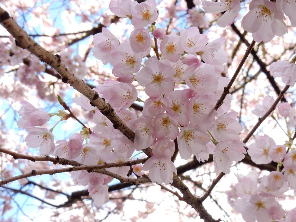 blossoms57_damianduffy