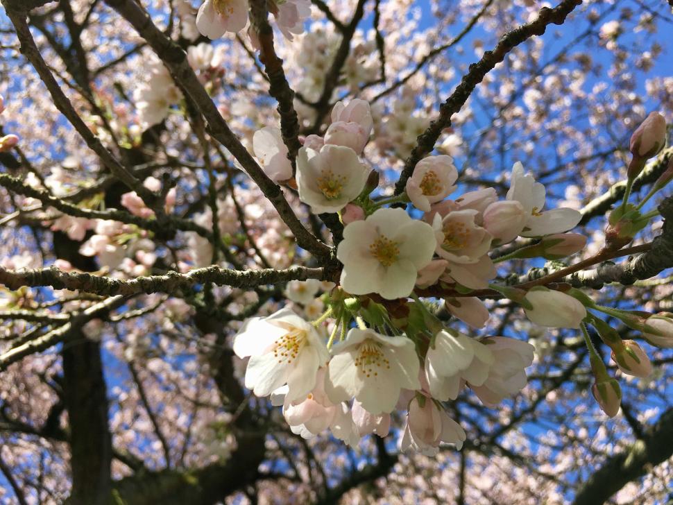 blossoms5_katehunter