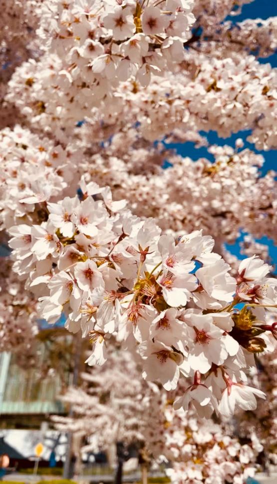 blossoms60_shawnanarayan