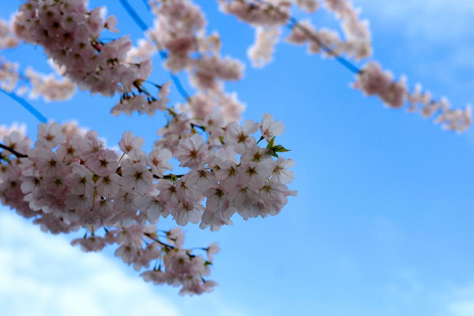 blossoms62_markscott