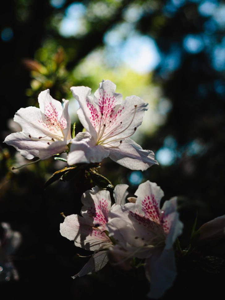 blossoms63_clarekiernan
