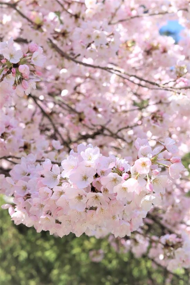 blossoms65_cherriekwok