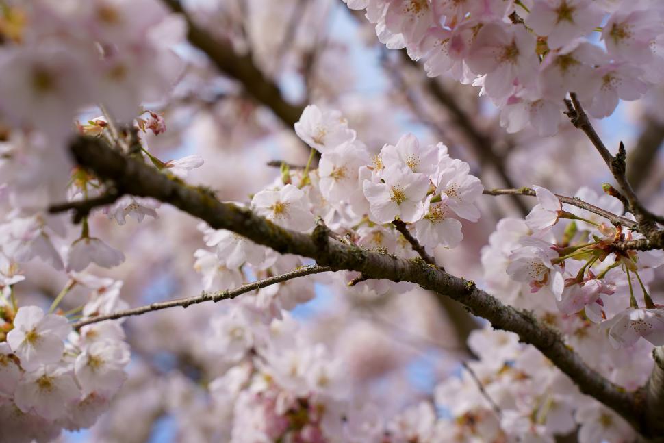 blossoms66_franciskwong