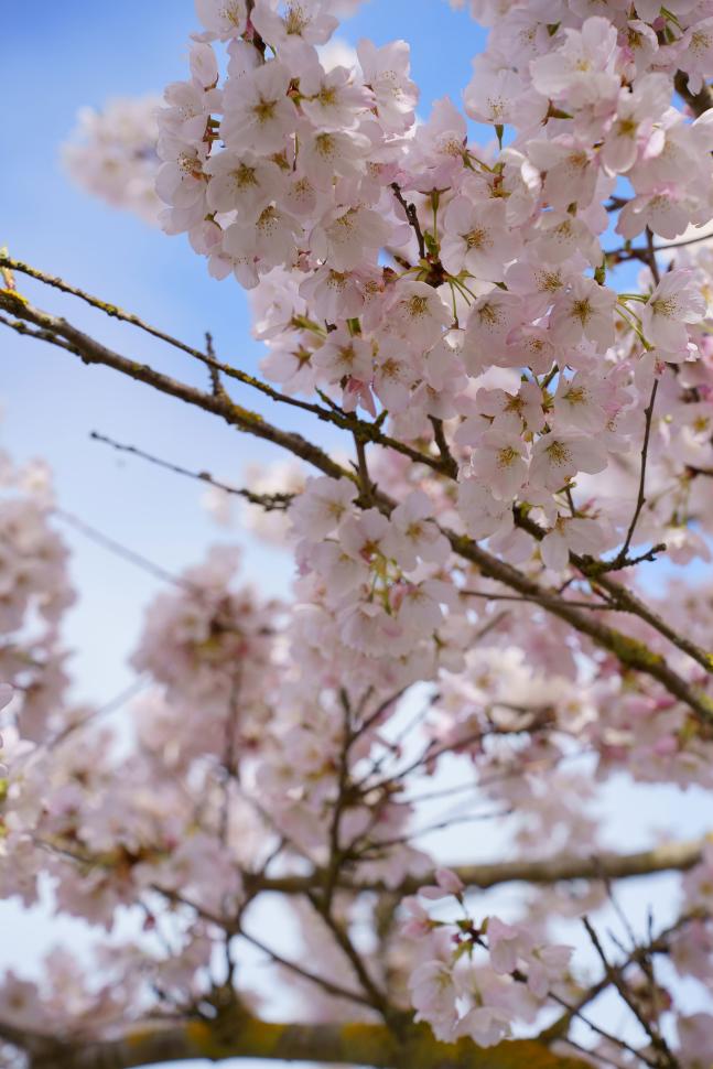 blossoms67_franciskwong