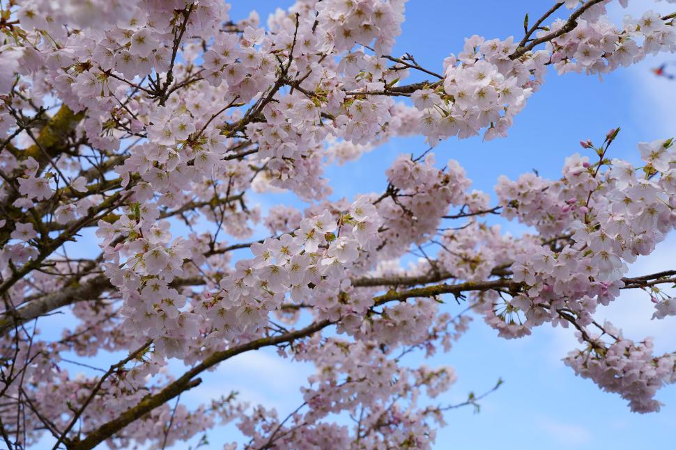 blossoms68_franciskwong