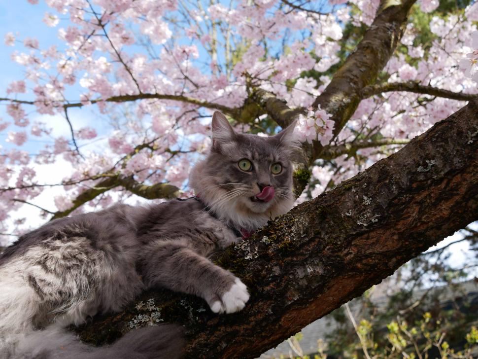 blossoms69_matthieuheitz