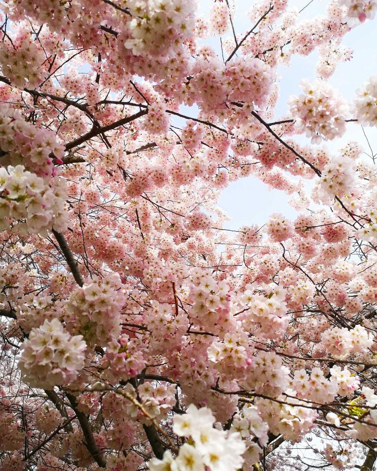 blossoms6_maratraimkhanov