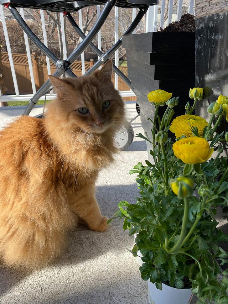 blossoms70_violacohen