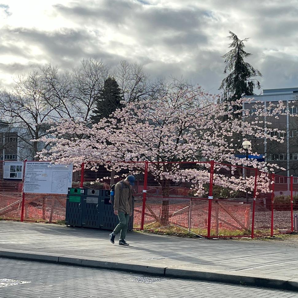 blossoms72_cynthiafisher