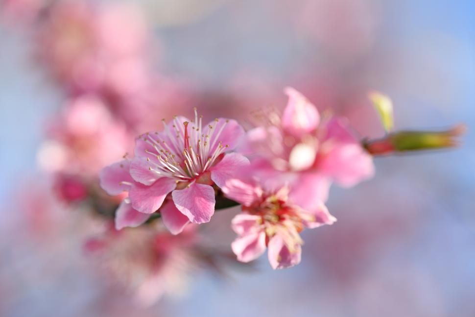 blossoms74_brianbemmels