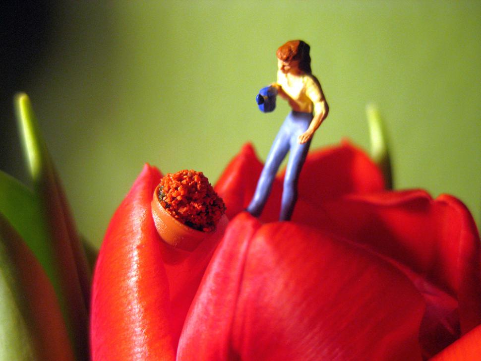 blossoms75_feliciadelaparra